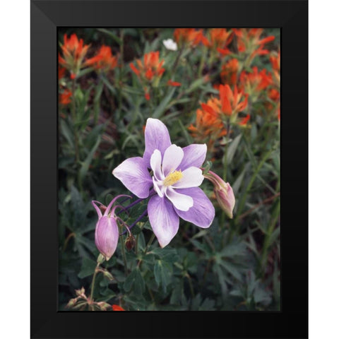 CO, Columbine flower in Yankee Boy Basin Black Modern Wood Framed Art Print by Talbot Frank, Christopher