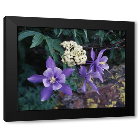 CO, Mutant Columbine flowers in the Rocky Mts Black Modern Wood Framed Art Print with Double Matting by Talbot Frank, Christopher