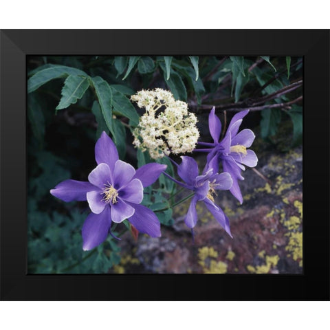 CO, Mutant Columbine flowers in the Rocky Mts Black Modern Wood Framed Art Print by Talbot Frank, Christopher