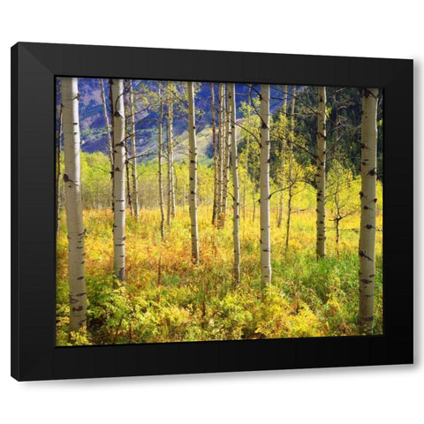 CO, Rocky Mts, Aspens in Autumn in the Rockies Black Modern Wood Framed Art Print with Double Matting by Talbot Frank, Christopher
