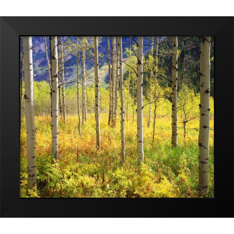 CO, Rocky Mts, Aspens in Autumn in the Rockies Black Modern Wood Framed Art Print by Talbot Frank, Christopher