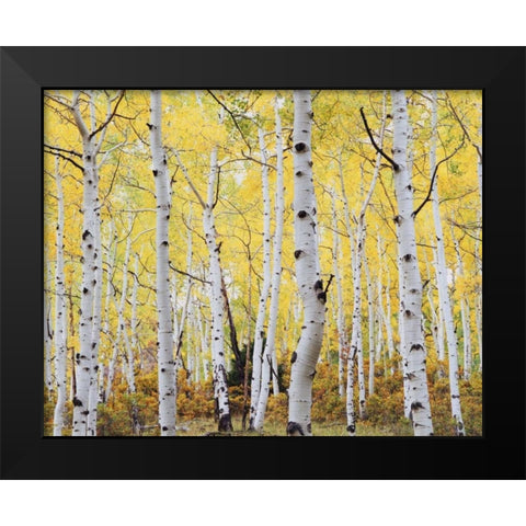 Colorado, Rocky Mts, Fall colors of Aspen trees Black Modern Wood Framed Art Print by Talbot Frank, Christopher