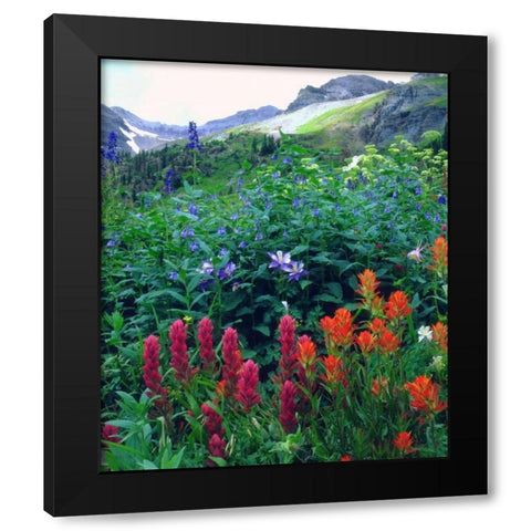 CO, flowers in Yankee Boy Basin in the Rocky Mts Black Modern Wood Framed Art Print with Double Matting by Talbot Frank, Christopher