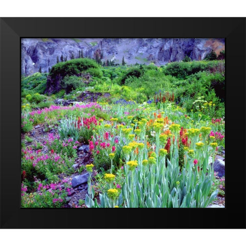 CO, flowers in Yankee Boy Basin in the Rocky Mts Black Modern Wood Framed Art Print by Talbot Frank, Christopher
