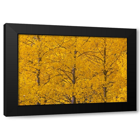 CO, Rocky Mts, Castle Valley Aspens in autumn Black Modern Wood Framed Art Print with Double Matting by Illg, Cathy and Gordon