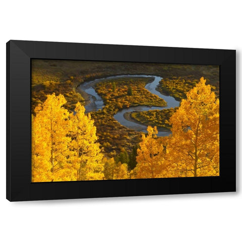 CO, Rocky Mts, Gunnison NF Autumn-colored aspens Black Modern Wood Framed Art Print by Illg, Cathy and Gordon