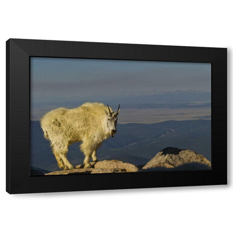 CO, Mount Evans Mountain goat Black Modern Wood Framed Art Print by Illg, Cathy and Gordon
