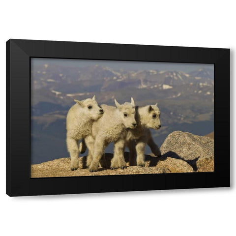 Colorado, Mount Evans Three mountain goat kids Black Modern Wood Framed Art Print by Illg, Cathy and Gordon