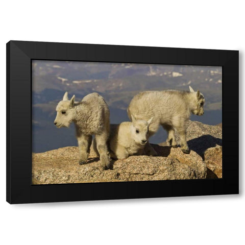 Colorado, Mount Evans Three mountain goat kids Black Modern Wood Framed Art Print by Illg, Cathy and Gordon