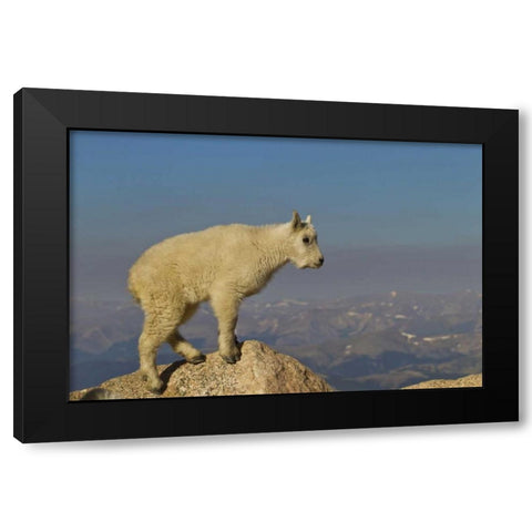CO, Mount Evans Side view of mountain goat kid Black Modern Wood Framed Art Print by Illg, Cathy and Gordon