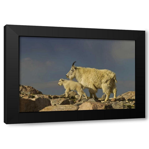 Colorado, Mount Evans Mountain goat and kid Black Modern Wood Framed Art Print with Double Matting by Illg, Cathy and Gordon