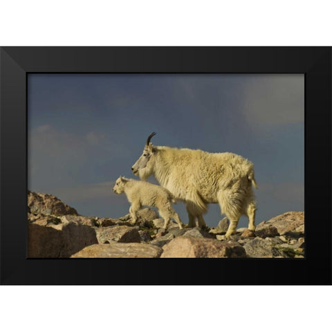 Colorado, Mount Evans Mountain goat and kid Black Modern Wood Framed Art Print by Illg, Cathy and Gordon