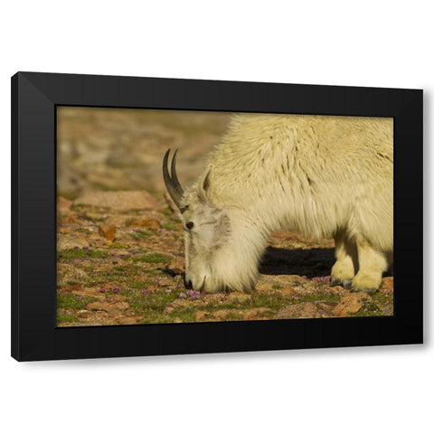 CO, Mount Evans Mountain goat feeding on flowers Black Modern Wood Framed Art Print with Double Matting by Illg, Cathy and Gordon