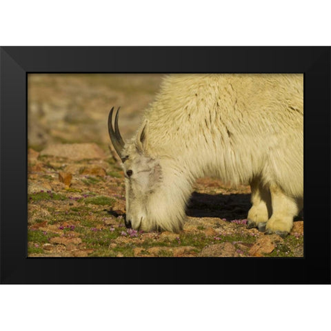 CO, Mount Evans Mountain goat feeding on flowers Black Modern Wood Framed Art Print by Illg, Cathy and Gordon