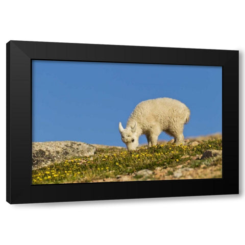 CO, Mt Evans Mountain goat feeding on flowers Black Modern Wood Framed Art Print by Illg, Cathy and Gordon
