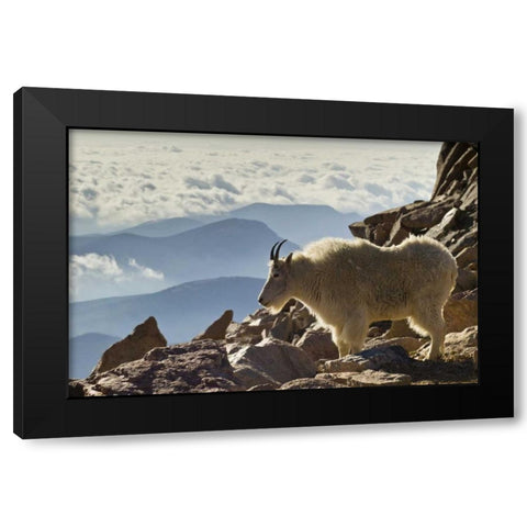 Colorado, Mount Evans Mountain goat and scenery Black Modern Wood Framed Art Print by Illg, Cathy and Gordon