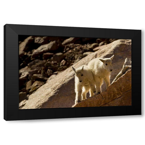 CO, Mt Evans Mountain goat kids playing on rock Black Modern Wood Framed Art Print with Double Matting by Illg, Cathy and Gordon
