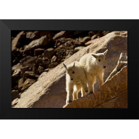 CO, Mt Evans Mountain goat kids playing on rock Black Modern Wood Framed Art Print by Illg, Cathy and Gordon
