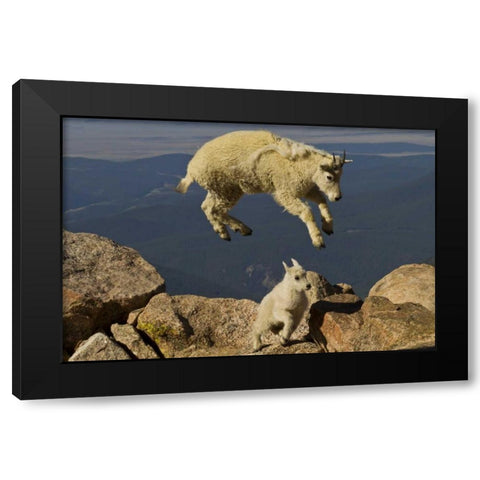 CO, Mount Evans Mountain goat jumping over kid Black Modern Wood Framed Art Print by Illg, Cathy and Gordon