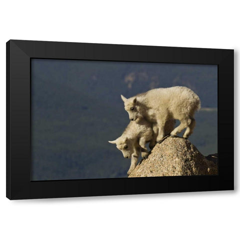 CO, Mount Evans Mountain goat kids climbing Black Modern Wood Framed Art Print with Double Matting by Illg, Cathy and Gordon