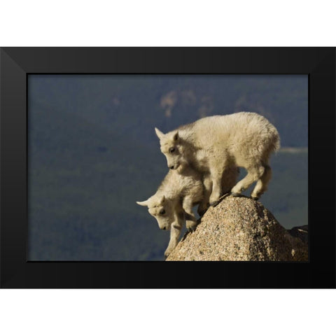 CO, Mount Evans Mountain goat kids climbing Black Modern Wood Framed Art Print by Illg, Cathy and Gordon