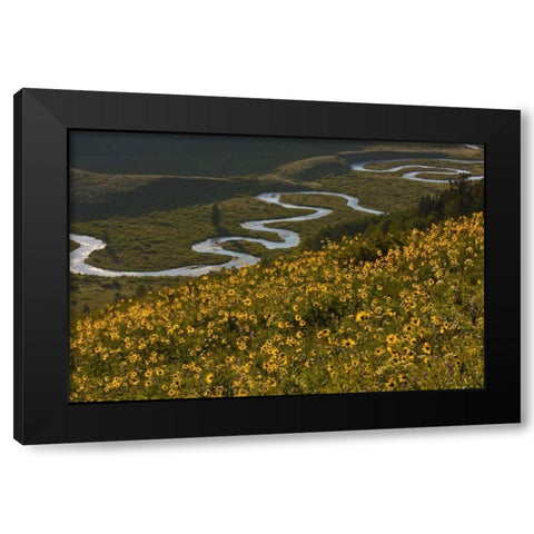CO, Gunnison NF, Crested Butte Aspen sunflowers Black Modern Wood Framed Art Print with Double Matting by Illg, Cathy and Gordon
