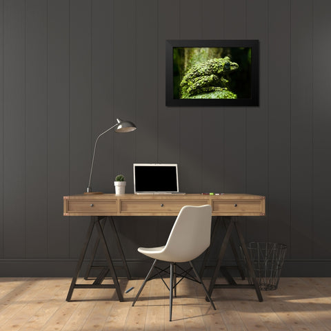 Colorado, Denver Close-up of mossy frog Black Modern Wood Framed Art Print by Illg, Cathy and Gordon