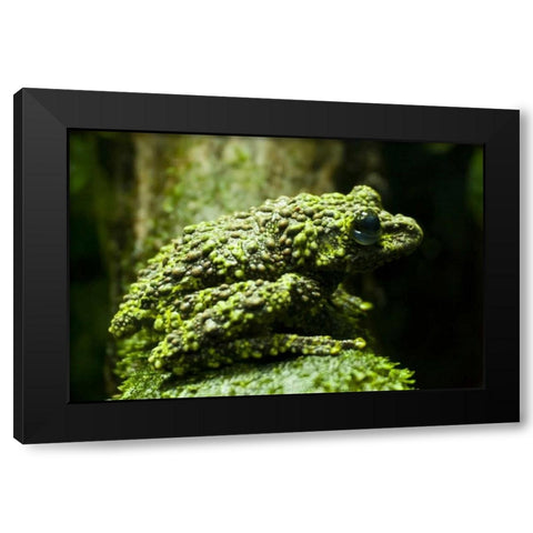 Colorado, Denver Close-up of mossy frog Black Modern Wood Framed Art Print with Double Matting by Illg, Cathy and Gordon