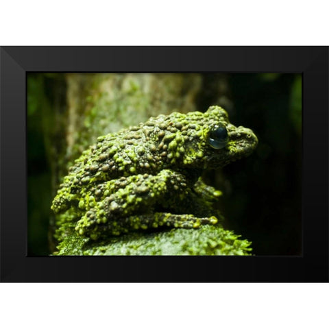 Colorado, Denver Close-up of mossy frog Black Modern Wood Framed Art Print by Illg, Cathy and Gordon