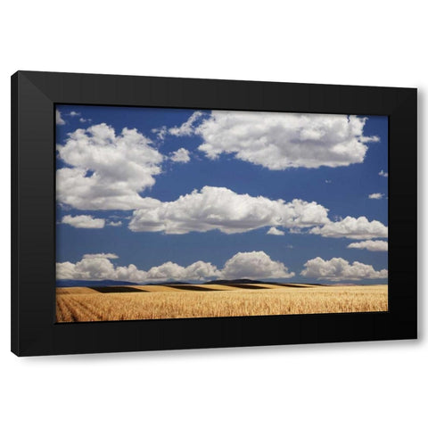 CO, Wheat fields in western part of state Black Modern Wood Framed Art Print with Double Matting by Flaherty, Dennis