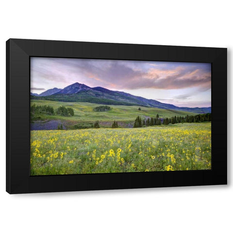 CO, Crested Butte Flowers and mountain Black Modern Wood Framed Art Print by Flaherty, Dennis