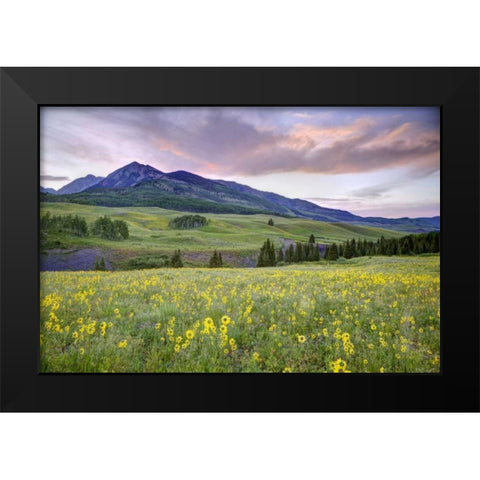 CO, Crested Butte Flowers and mountain Black Modern Wood Framed Art Print by Flaherty, Dennis