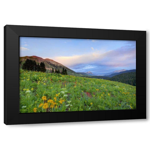 CO, Crested Butte Flowers and mountains Black Modern Wood Framed Art Print by Flaherty, Dennis