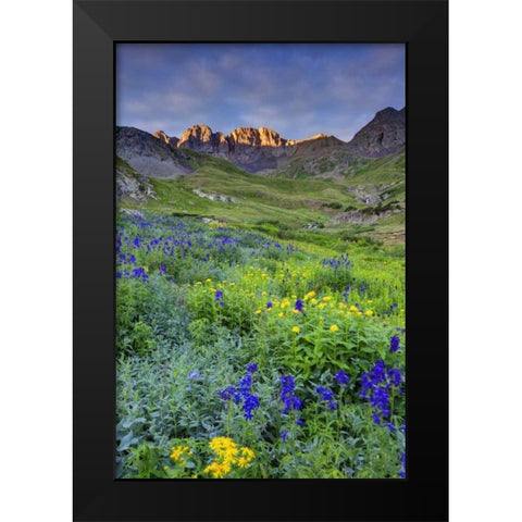 CO, San Juan Mts, Sunrise on flowers Black Modern Wood Framed Art Print by Flaherty, Dennis