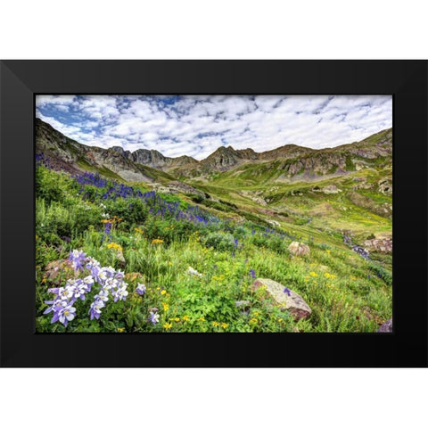 Colorado, San Juan Mts, flowers in American Basin Black Modern Wood Framed Art Print by Flaherty, Dennis