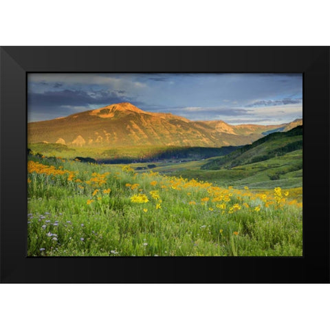 CO, Crested Butte Landscape of mountain flowers Black Modern Wood Framed Art Print by Flaherty, Dennis