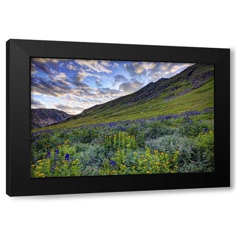 Colorado, San Juan Mts, flowers in American Basin Black Modern Wood Framed Art Print with Double Matting by Flaherty, Dennis