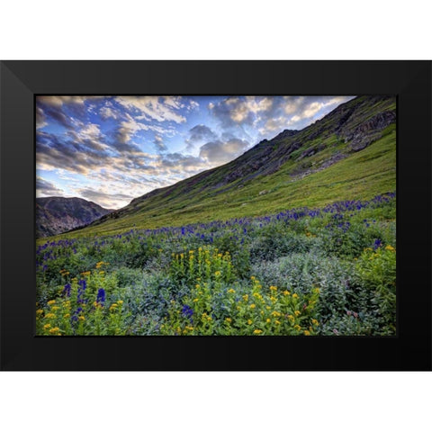 Colorado, San Juan Mts, flowers in American Basin Black Modern Wood Framed Art Print by Flaherty, Dennis