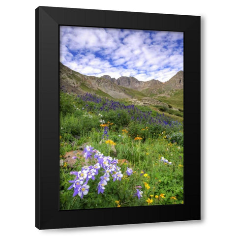 Colorado, San Juan Mts, flowers in American Basin Black Modern Wood Framed Art Print by Flaherty, Dennis