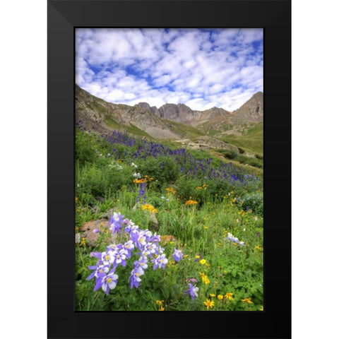 Colorado, San Juan Mts, flowers in American Basin Black Modern Wood Framed Art Print by Flaherty, Dennis