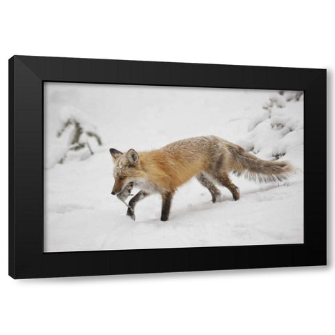 Colorado, Pike NF Red fox carrying meadow vole Black Modern Wood Framed Art Print by Grall, Don