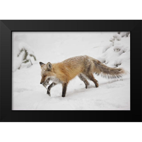 Colorado, Pike NF Red fox carrying meadow vole Black Modern Wood Framed Art Print by Grall, Don