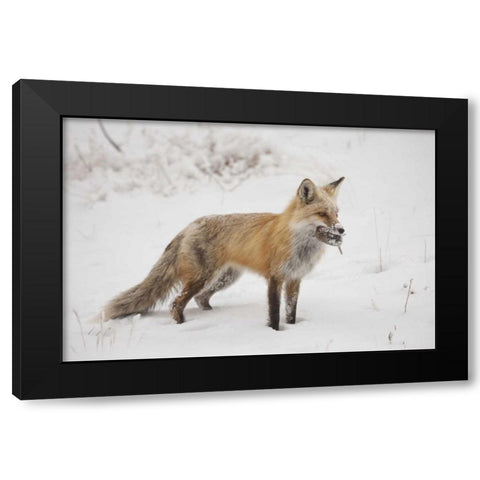 Colorado, Pike NF Red fox carrying meadow vole Black Modern Wood Framed Art Print by Grall, Don
