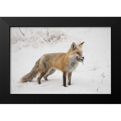 Colorado, Pike NF Red fox carrying meadow vole Black Modern Wood Framed Art Print by Grall, Don
