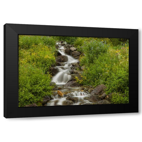 Colorado, San Juan Mts flowers next to stream Black Modern Wood Framed Art Print with Double Matting by Illg, Cathy and Gordon