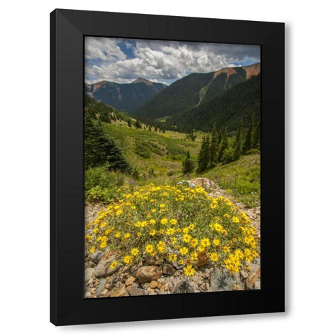 Colorado, San Juan Mts flowers in Ophir Pass Black Modern Wood Framed Art Print with Double Matting by Illg, Cathy and Gordon