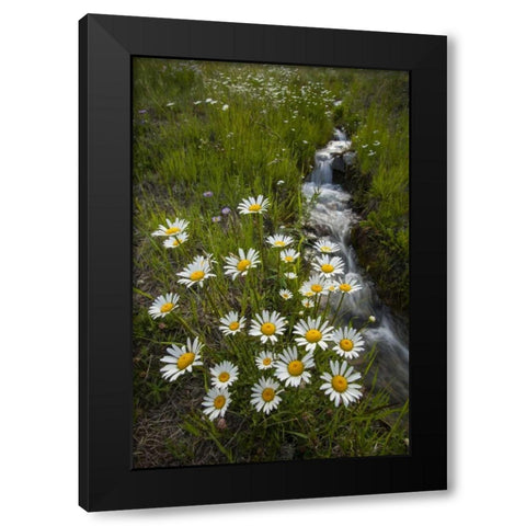 Colorado, San Juan Mts Daisies next to stream Black Modern Wood Framed Art Print with Double Matting by Illg, Cathy and Gordon