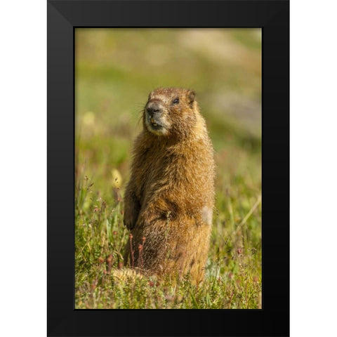 CO, San Juan Mts Yellow-bellied marmot in grass Black Modern Wood Framed Art Print by Illg, Cathy and Gordon