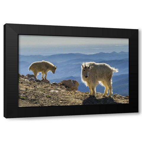 Colorado, Mt Evans Mountain goats and scenery Black Modern Wood Framed Art Print by Illg, Cathy and Gordon