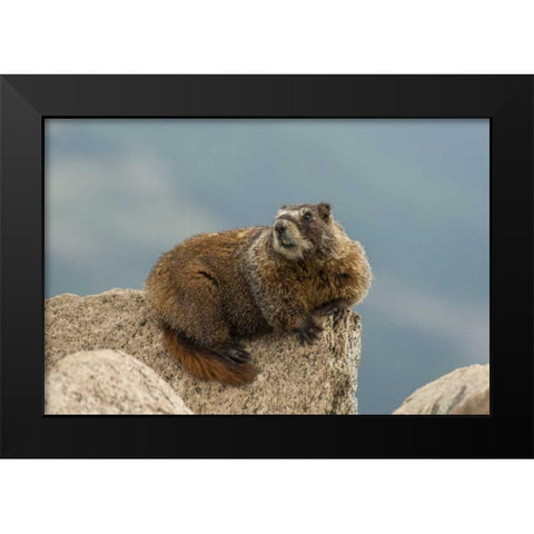 CO, San Juan Mts Yellow-bellied marmot on rock Black Modern Wood Framed Art Print by Illg, Cathy and Gordon
